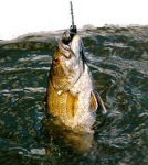 environmental issues