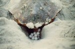 sea turtle nesting
