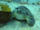 sea turtle nesting