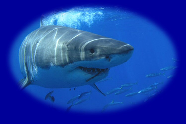 LeRoy French underwater photography and videos