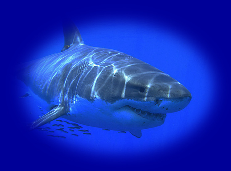 LeRoy French underwater photography and videos