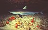 LeRoy French's underwater photograph of a Shark
