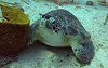 Green Turtle