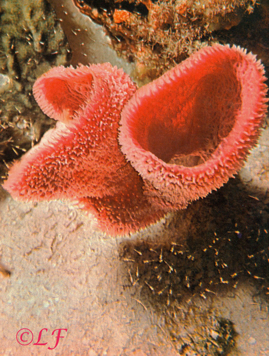 Elephant Ear Sponges