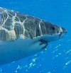 LeRoy French's underwater photograph of a great white shark