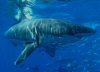 LeRoy French's underwater photograph of a great white shark